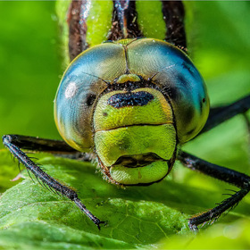   (. Aeshna cyanea)      .